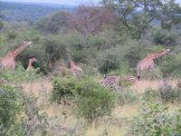Krüger NP Mustermix &ndash; &copy; Kathrin Mickan (Eberhardt TRAVEL)