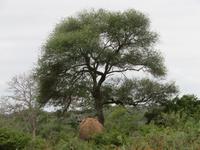 Krüger NP Stein oder ?? &ndash; &copy; Kathrin Mickan (Eberhardt TRAVEL)