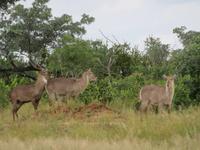Krüger NP &ndash; &copy; Kathrin Mickan (Eberhardt TRAVEL)