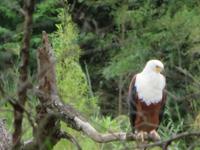 Weiskopfseeadler