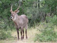 Krüger NP &ndash; &copy; Kathrin Mickan (Eberhardt TRAVEL)