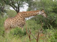 Krüger NP Giraffen &ndash; &copy; Kathrin Mickan (Eberhardt TRAVEL)