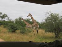 Krüger NP Giraffen &ndash; &copy; Kathrin Mickan (Eberhardt TRAVEL)