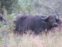 Krüger NP &ndash; &copy; Kathrin Mickan (Eberhardt TRAVEL)