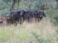 Krüger NP &ndash; &copy; Kathrin Mickan (Eberhardt TRAVEL)