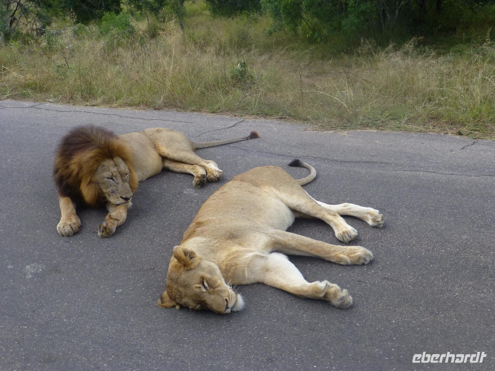 Krüger NP &ndash; &copy; Kerstin Hugel (Eberhardt TRAVEL)