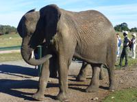 Knysna Elephanten Park     &ndash; &copy; Kerstin Hugel (Eberhardt TRAVEL)