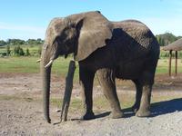 Knysna Elephanten Park     &ndash; &copy; Kerstin Hugel (Eberhardt TRAVEL)