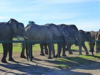 Knysna Elephanten Park     &ndash; &copy; Kerstin Hugel (Eberhardt TRAVEL)