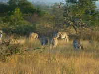 Krüger NP &ndash; &copy; Kerstin Hugel (Eberhardt TRAVEL)