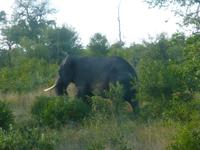 Krüger NP &ndash; &copy; Kerstin Hugel (Eberhardt TRAVEL)