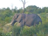 Krüger NP &ndash; &copy; Kerstin Hugel (Eberhardt TRAVEL)