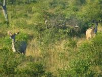 Krüger NP &ndash; &copy; Kerstin Hugel (Eberhardt TRAVEL)