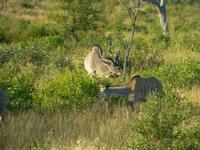 Krüger NP &ndash; &copy; Kerstin Hugel (Eberhardt TRAVEL)