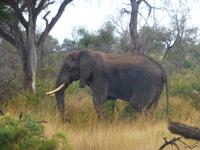 Krüger NP &ndash; &copy; Kerstin Hugel (Eberhardt TRAVEL)