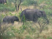 Krüger NP &ndash; &copy; Kerstin Hugel (Eberhardt TRAVEL)