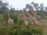 Krüger NP &ndash; &copy; Kerstin Hugel (Eberhardt TRAVEL)