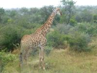 Krüger NP &ndash; &copy; Kerstin Hugel (Eberhardt TRAVEL)