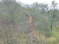 Krüger NP &ndash; &copy; Kerstin Hugel (Eberhardt TRAVEL)