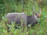 Krüger NP &ndash; &copy; Kerstin Hugel (Eberhardt TRAVEL)