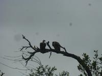 Krüger NP &ndash; &copy; Kerstin Hugel (Eberhardt TRAVEL)