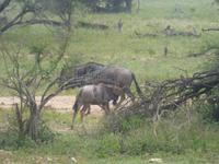 Krüger NP &ndash; &copy; Kerstin Hugel (Eberhardt TRAVEL)