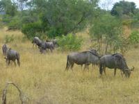 Krüger NP &ndash; &copy; Kerstin Hugel (Eberhardt TRAVEL)