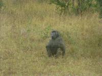 Krüger NP &ndash; &copy; Kerstin Hugel (Eberhardt TRAVEL)