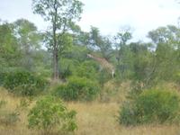 Krüger NP &ndash; &copy; Kerstin Hugel (Eberhardt TRAVEL)