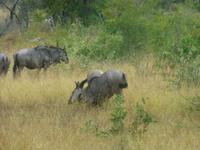 Krüger NP &ndash; &copy; Kerstin Hugel (Eberhardt TRAVEL)