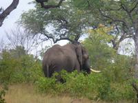 Krüger NP &ndash; &copy; Kerstin Hugel (Eberhardt TRAVEL)