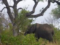 Krüger NP &ndash; &copy; Kerstin Hugel (Eberhardt TRAVEL)