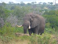 Krüger NP &ndash; &copy; Kerstin Hugel (Eberhardt TRAVEL)