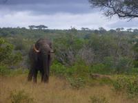 Krüger NP &ndash; &copy; Kerstin Hugel (Eberhardt TRAVEL)