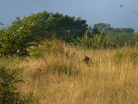 Krüger NP &ndash; &copy; Kerstin Hugel (Eberhardt TRAVEL)