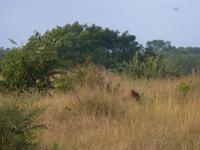 Krüger NP &ndash; &copy; Kerstin Hugel (Eberhardt TRAVEL)