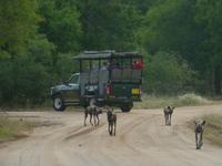 Krüger NP &ndash; &copy; Kerstin Hugel (Eberhardt TRAVEL)