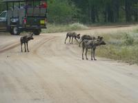 Krüger NP &ndash; &copy; Kerstin Hugel (Eberhardt TRAVEL)