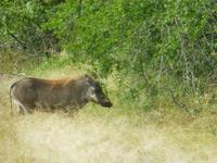 Krüger NP &ndash; &copy; Kerstin Hugel (Eberhardt TRAVEL)