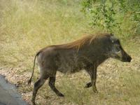 Krüger NP &ndash; &copy; Kerstin Hugel (Eberhardt TRAVEL)