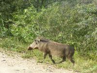 Krüger NP &ndash; &copy; Kerstin Hugel (Eberhardt TRAVEL)