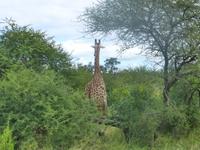Krüger NP &ndash; &copy; Kerstin Hugel (Eberhardt TRAVEL)