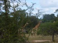 Krüger NP &ndash; &copy; Kerstin Hugel (Eberhardt TRAVEL)