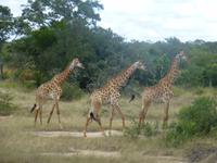 Krüger NP &ndash; &copy; Kerstin Hugel (Eberhardt TRAVEL)