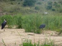 Krüger NP &ndash; &copy; Kerstin Hugel (Eberhardt TRAVEL)