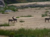 Krüger NP &ndash; &copy; Kerstin Hugel (Eberhardt TRAVEL)