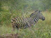 Krüger NP &ndash; &copy; Kerstin Hugel (Eberhardt TRAVEL)