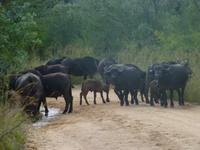 Krüger NP &ndash; &copy; Kerstin Hugel (Eberhardt TRAVEL)