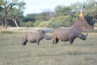 Nashornbrüder auf der Otjiwa Game Lodge &ndash; &copy; Susanne Schirmann (Eberhardt TRAVEL)