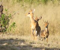 Dik Dik-Familie &ndash; &copy; Susanne Schirmann (Eberhardt TRAVEL)